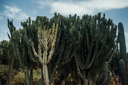 Foto de Cactus con cielo azul, naturaleza - Imagen libre de derechos