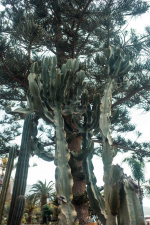 Foto de Vista inferior de los cactus en el jardín verde - Imagen libre de derechos