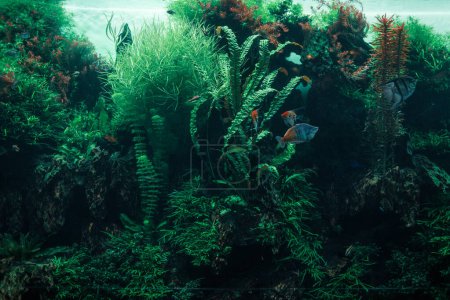 Foto de Vista submarina con peces y algas - Imagen libre de derechos