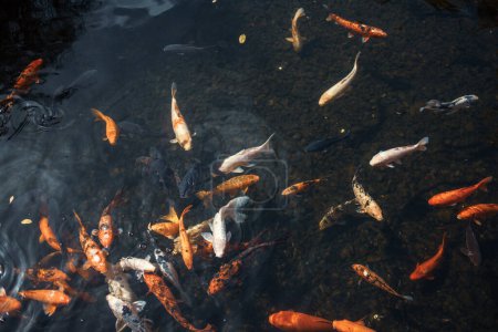 Téléchargez les photos : Vue de dessus des poissons koï dans l'eau - en image libre de droit