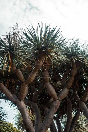 Foto de Ramas de palmera en el jardín - Imagen libre de derechos