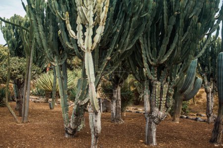 Foto de Cactus varietales en jardín - Imagen libre de derechos