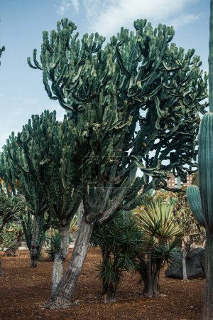 Foto de Plantas de cactus en el parque tropical - Imagen libre de derechos