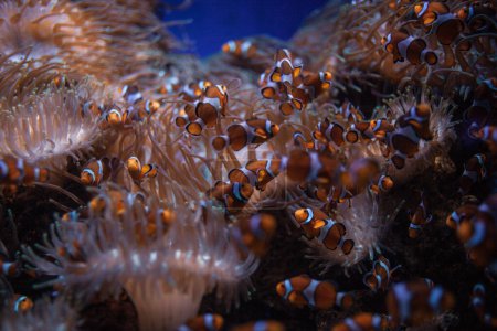 Foto de Peces y coral en el acuario - Imagen libre de derechos