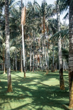 Photo for Palm trees in tropical park - Royalty Free Image