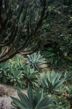 Téléchargez les photos : Les plantes vertes en forêt tropicale - en image libre de droit