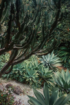 Foto de Plantas tropicales verdes en el jardín - Imagen libre de derechos