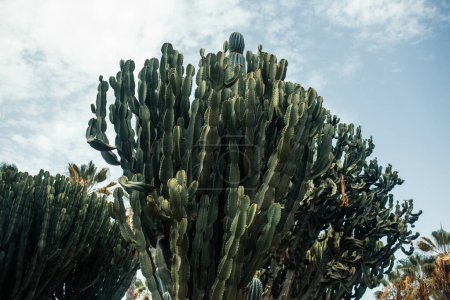 Foto de Hermosas plantas de cactus en el jardín - Imagen libre de derechos
