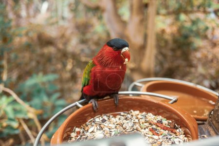 Photo for Parrot eating in tropical forest - Royalty Free Image