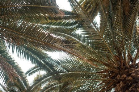 Photo for Bottom view of palm trees - Royalty Free Image