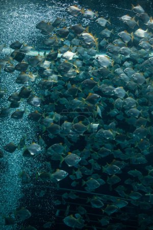 Téléchargez les photos : Poissons nageant en eau bleue - en image libre de droit