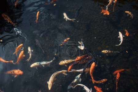 Téléchargez les photos : Poissons nagent dans l'eau de l'étang - en image libre de droit