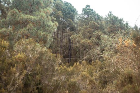 Téléchargez les photos : Belle forêt méditerranéenne de montagne en journée - en image libre de droit
