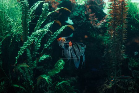 Téléchargez les photos : Scène sous-marine d'un poisson et d'algues dans la mer - en image libre de droit