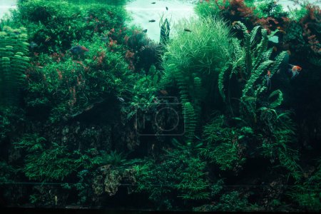 Téléchargez les photos : Scène sous-marine d'un poisson et d'algues dans la mer - en image libre de droit