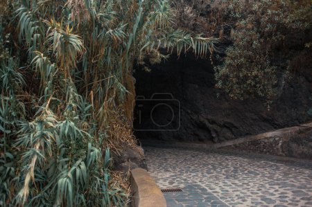 Foto de Camino a la cueva oscura en el bosque tropical - Imagen libre de derechos