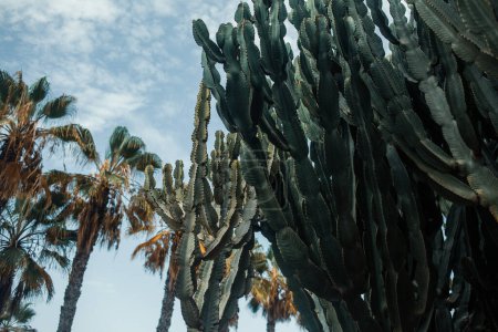 Foto de Cactus y palmeras en el fondo del cielo - Imagen libre de derechos
