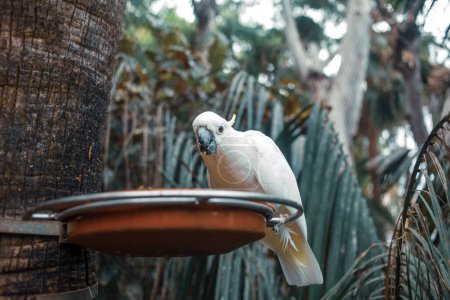 Foto de Loro comiendo en el bosque tropical - Imagen libre de derechos