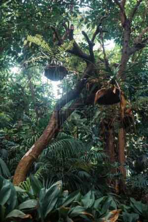Téléchargez les photos : Forêt tropicale avec variétés végétales - en image libre de droit