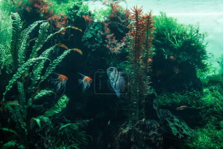 Foto de Escena submarina de un pez y algas marinas en el mar - Imagen libre de derechos