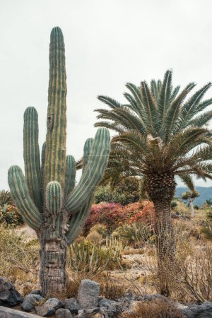 Téléchargez les photos : Paysage du désert avec des cactus secs - en image libre de droit