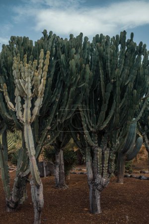 Téléchargez les photos : Cactus désertiques tropicaux dans le jardin - en image libre de droit
