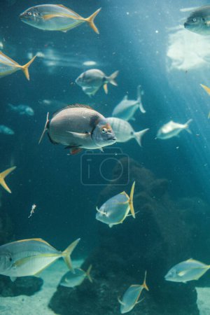 Téléchargez les photos : Poissons nageant en eau bleue - en image libre de droit
