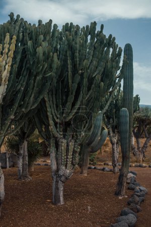 Foto de Cactus tropicales del desierto en el jardín - Imagen libre de derechos