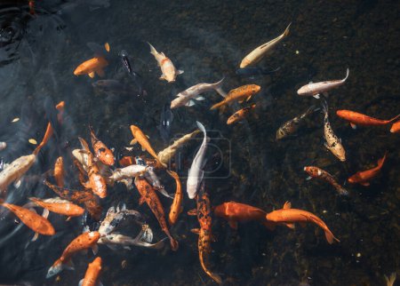 Photo for Koi fish in pond water - Royalty Free Image