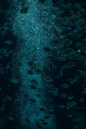Foto de Peces nadando en agua azul - Imagen libre de derechos