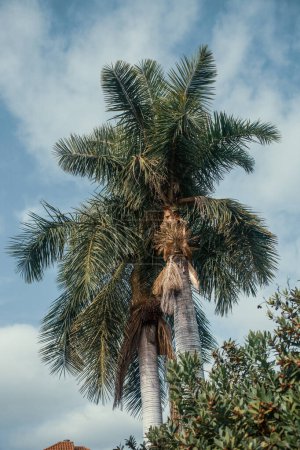 Foto de Vista inferior de palmeras - Imagen libre de derechos