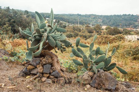 Foto de Cactus con piedras en las montañas - Imagen libre de derechos