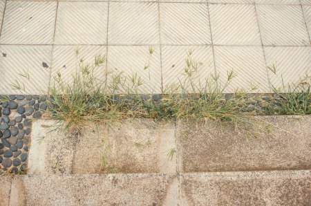Téléchargez les photos : Vieille chaussée de pierre avec de l'herbe - en image libre de droit