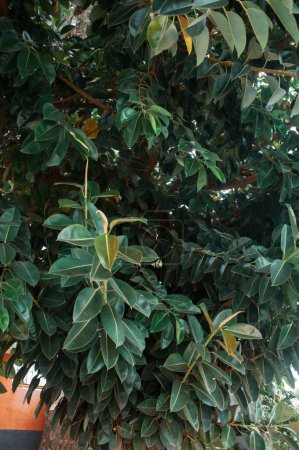 Foto de Árbol con hojas y ramas cerca de casa - Imagen libre de derechos