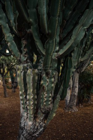Foto de Cactus verdes en el jardín - Imagen libre de derechos
