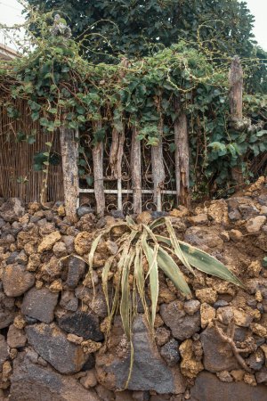 Téléchargez les photos : Plante de cactus dans le parc - en image libre de droit