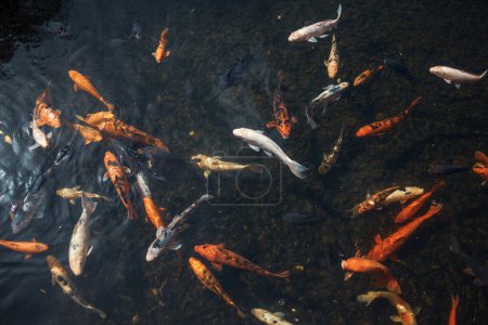 Téléchargez les photos : Poisson koï nageant dans l'eau - en image libre de droit
