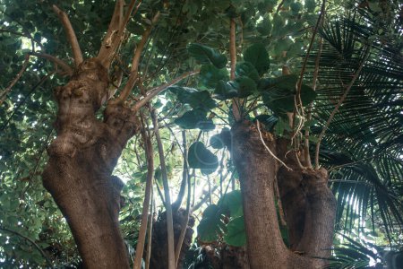 Téléchargez les photos : Beau jardin avec des plantes tropicales - en image libre de droit