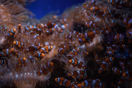 Téléchargez les photos : Belle vue sous-marine avec des poissons - en image libre de droit