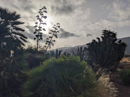 Téléchargez les photos : Plantes exotiques poussant sur l'île de Tenerife, les îles Canaries, Espagne - en image libre de droit