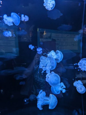 Téléchargez les photos : Méduses sous-marines dans l'aquarium - en image libre de droit