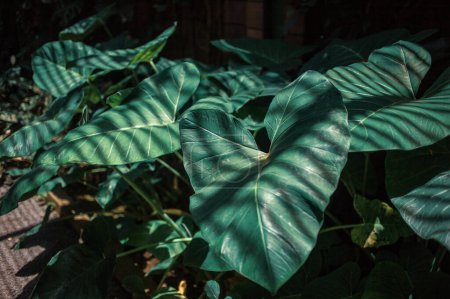 Foto de Primer plano de las plantas tropicales verdes en Tenerife, Canarias, España, Europa - Imagen libre de derechos