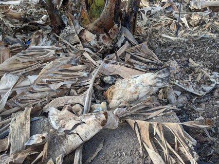 Téléchargez les photos : Poulet et poussins nichant dans les feuilles de palmier séchées - en image libre de droit