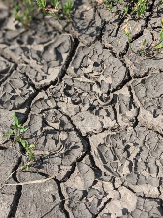 Téléchargez les photos : Terre fissurée En saison sèche - en image libre de droit