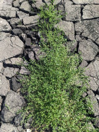 Téléchargez les photos : Plan rapproché d'une plante verte qui pousse sur le sol pendant la journée - en image libre de droit