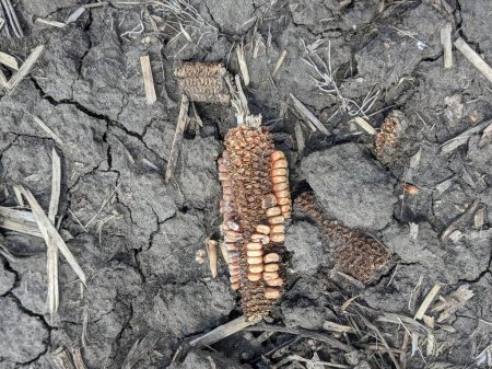 Téléchargez les photos : Vue rapprochée des épis de maïs sur le sol - en image libre de droit