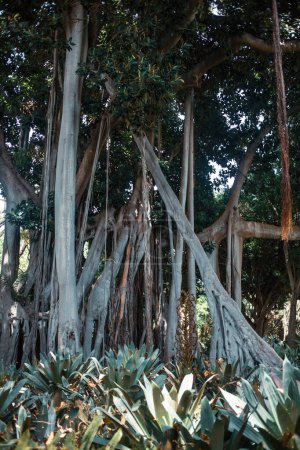 Foto de Hermoso jardín con plantas tropicales - Imagen libre de derechos