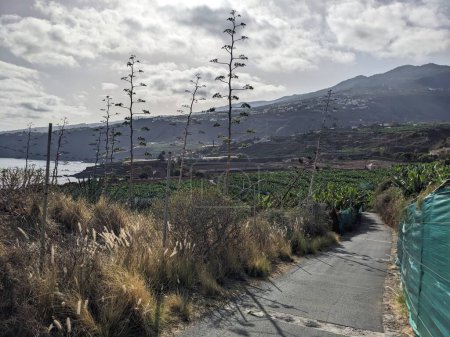 Téléchargez les photos : Côte océanique de Tenerife, les îles Canaries, Espagne, Europe - en image libre de droit