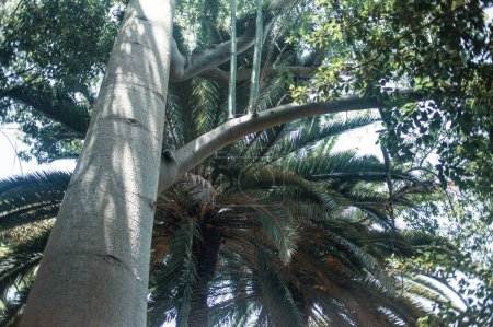 Photo for Palm trees growing on Tenerife, the Canary Island, Spain - Royalty Free Image