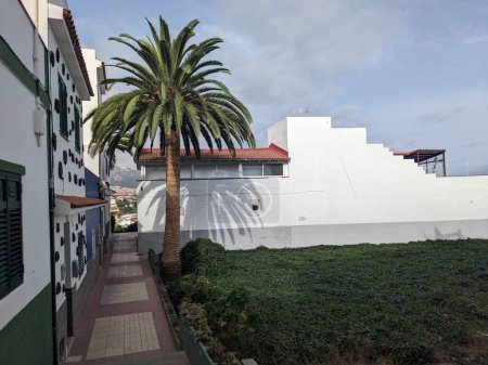 Photo for Palm trees on the street with houses of Santa Cruz city, Tenerife, the Canary island, Spain, Europe - Royalty Free Image